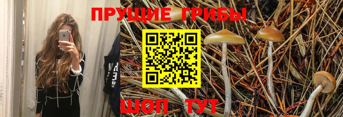 купить наркоту  Псилоцибиновые грибы мухоморы  Тобольск  Вход с VPN  Псилоцибиновые грибы GOLDEN TEACHER 